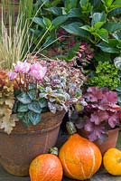 Golden Autumnal pot featuring Heuchera 'Marmalade', Carex trifida 'Rekohu Sunrise', Ajuga reptans 'Burgundy Glow', Abelia x grandiflora and Cyclamen