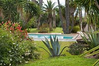 View to swimming pool with agave, Rosa Fortuniana in foreground, Washingtonia Robust and other tropical trees behind. 
