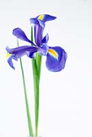 Iris x hollandica - Xiphium Iris