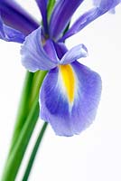 Iris x hollandica - Xiphium Iris - December, Dorset. 