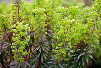 Euphorbia x martinii 'Walbertons Red Flush'