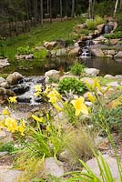 Yellow Hemerocallis - Daylily flowers next to pond with manmade cascading waterfalls and pond within background 