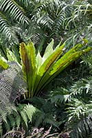 Asplenium scolopendrium - harts tongue fern with native ferns in Brisbane Botanical gardens, Queensland Australia 
