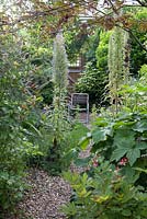 Garden view down gravel path to folding wooden chair, Acer, Dicentra spectabilis 'Valentine' and Echium in foreground 