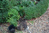 Replanting Buxus sempervirens - filling gap in hedge