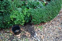 Replanting Buxus sempervirens - filling gap in hedge, refilling hole with soil