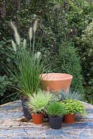Ingredients required for creating an Autumnal pot featuring Pennisetum alopecuroides 'Hameln', Festuca glauca, Thymus x citriodorus 'Archer's Gold' and Thymus vulgaris 'Silver Posie'