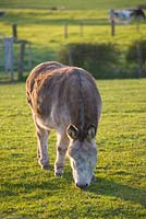 Badger, the donkey. Farrington's Farm, Somerset 