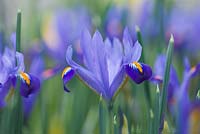 Iris reticulata 'Edward'. Jacques Amand, Middlesex