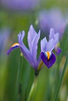 Iris reticulata 'Edward'