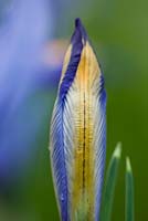 Iris reticulata 'Carolina' - emerging bud