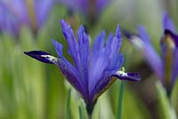 Iris reticulata 'Fabiola'. Jacques Amand, Middlesex