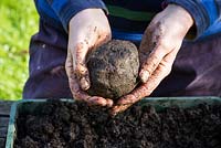 Kokedama, Mix equal parts or soil based compost such as John Innes 2 and Multipurpose compost, peat free is ideal. Form a ball that sticks together