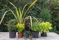 Ingredients required for Autumnal container feature Heuchera 'Lime Marmalade', Phormium 'Golden Ray', Variegated Hebe, Solanum pseudocapsicum 'Thurino', Choisya ternata 'Sundance' and Mitchella repens