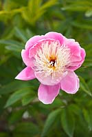 Peony lactiflora 'Bowl of Beauty' - Itoh hybrid. Jo Bennison Peonies, Lincolnshire