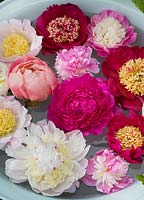 Peonies floating in a bowl. Jo Bennison Peonies, Lincolnshire