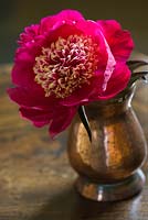 Copper container with flower of Peony 'Madame Henry Fuchs'. Jo Bennison Peonies, Lincolnshire