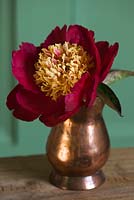 Copper container with cut peony flower 'Sword Dance' 