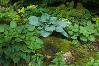 Border with natural rock covered with green Bryophyta - Moss, Hostas 'Blue Mammoth' and 'Fried Bananas' in backyard garden in summer