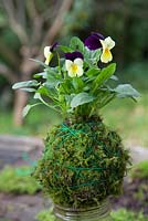 Viola kokedama - You can stand the Kokedama on top of jar full to the brim keep the moss and roots moist