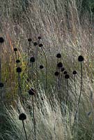 Echinaceae pallida seed heads and Stipa tenuissima. Oudolf Field, Hauser and Wirth Somerset