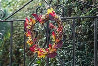 Autumnal heart shaped wreath on wrought iron gate. Constructed from Rose hips, Mina lobata and Autumnal leaves