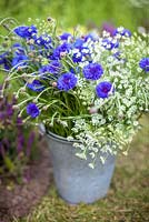 A bucket of Ammi majus, Bishop's flower and Centaurea cyanus 'Blue Boy', Blue Cornflower. June
