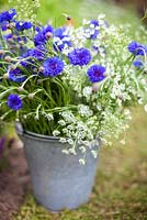 A steel bucket full of Ammi majus and Centaurea cyanus Blue Boy  June