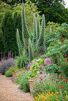 Long exotic border at Felbrigg Hall Walled Garden in Norfolk with Echium pininana. June, summer.