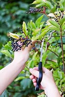 Picking elderberries - Sambucus nigra - common European Elder 