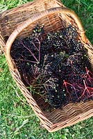 Harvested berries - Sambucus Nigra - Common European Elder 