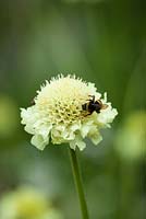 Bee on Cephalaria gigantea. Giant scabious