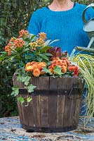 Watering an Autumnal barrel featuring Skimmia japonica 'Pabella', Carex oshimensis 'Evergold', Chrysanthemum Orange Double, Euphorbia, Hedera helix and Leucothoe