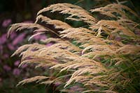 Stipa calamagrostis. Rough feather grass