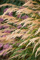 Stipa calamagrostis. Rough feather grass