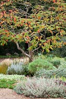Rhus typhina in the gravel garden at Beth Chatto's garden in Essexstag's horn sumach