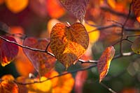 Cercis canadensis 'Forest Pansy' AGM syn. Cercis canadensis 'Purple Leaf' in autumn colour. Redbud 'Forest Pansy'
