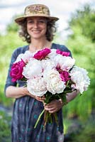 Woman holding a bunch of mixed pale and dark pink Paeonia lactiflora, June. 