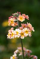 Primula chungensis - candelabra primrose