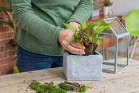 Planting a fern into the container