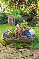 Wicker basket container with thermos flask, blanket and foraged blackberries - Rubus fruticosus