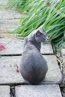 Grey cat sitting on a garden path