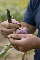 Peeling freshly harvested garlic clove. The Garlic Farm. Isle of Wight. 