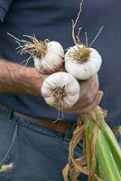  Harvesting garlic. The Garlic Farm. Isle of Wight.