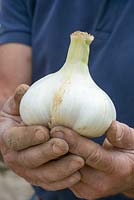 Holding Elephant garlic. The Garlic Farm. Isle of Wight. 
