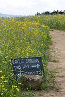 Garlic growing between wild flowers. The Garlic Farm. Isle of Wight. 