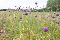 Allium - Purple flowering garlic. The Garlic Farm. Isle of Wight. 