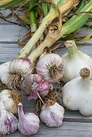 Harvested garlic - different varieties on table. The Garlic Farm. Isle of Wight.