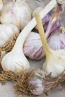 Different varieties of garlic for sale. The Garlic Farm. Isle of Wight. 