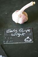 The Garlic Farm. Isle of Wight. Early Purple Wight